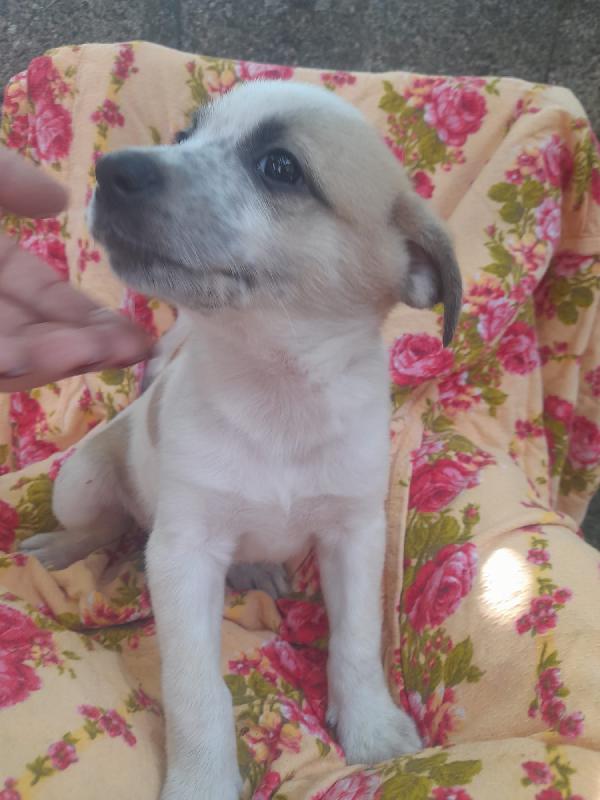 🐾 Gennarino, un piccolo tesoro in cerca di amore 🐾 Foto 4